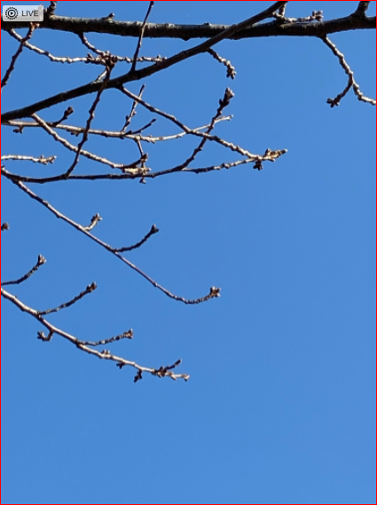佃公園の桜のつぼみと青空