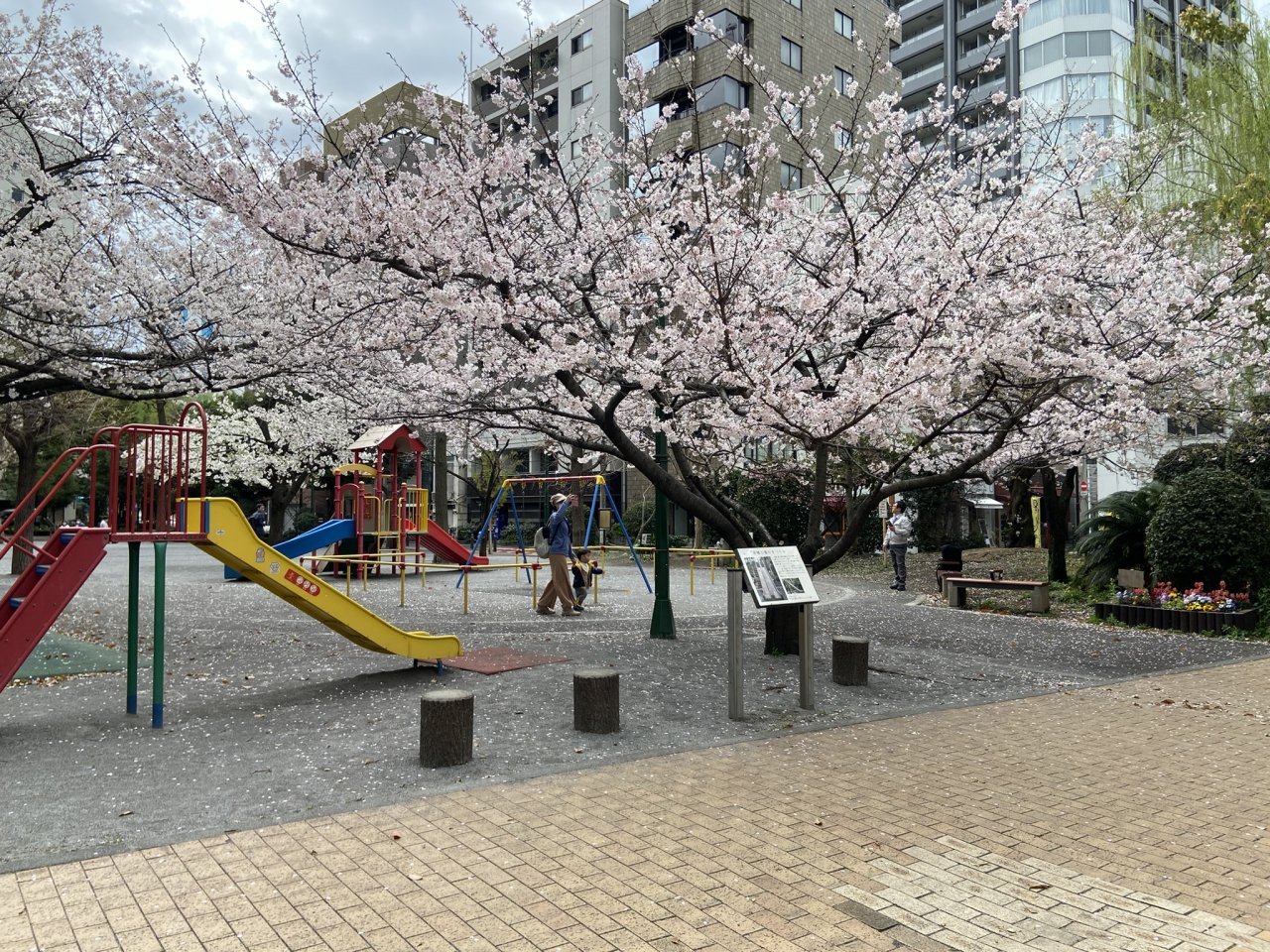 銀座１丁目公園の桜