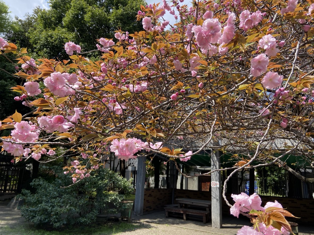 名主の滝八重桜